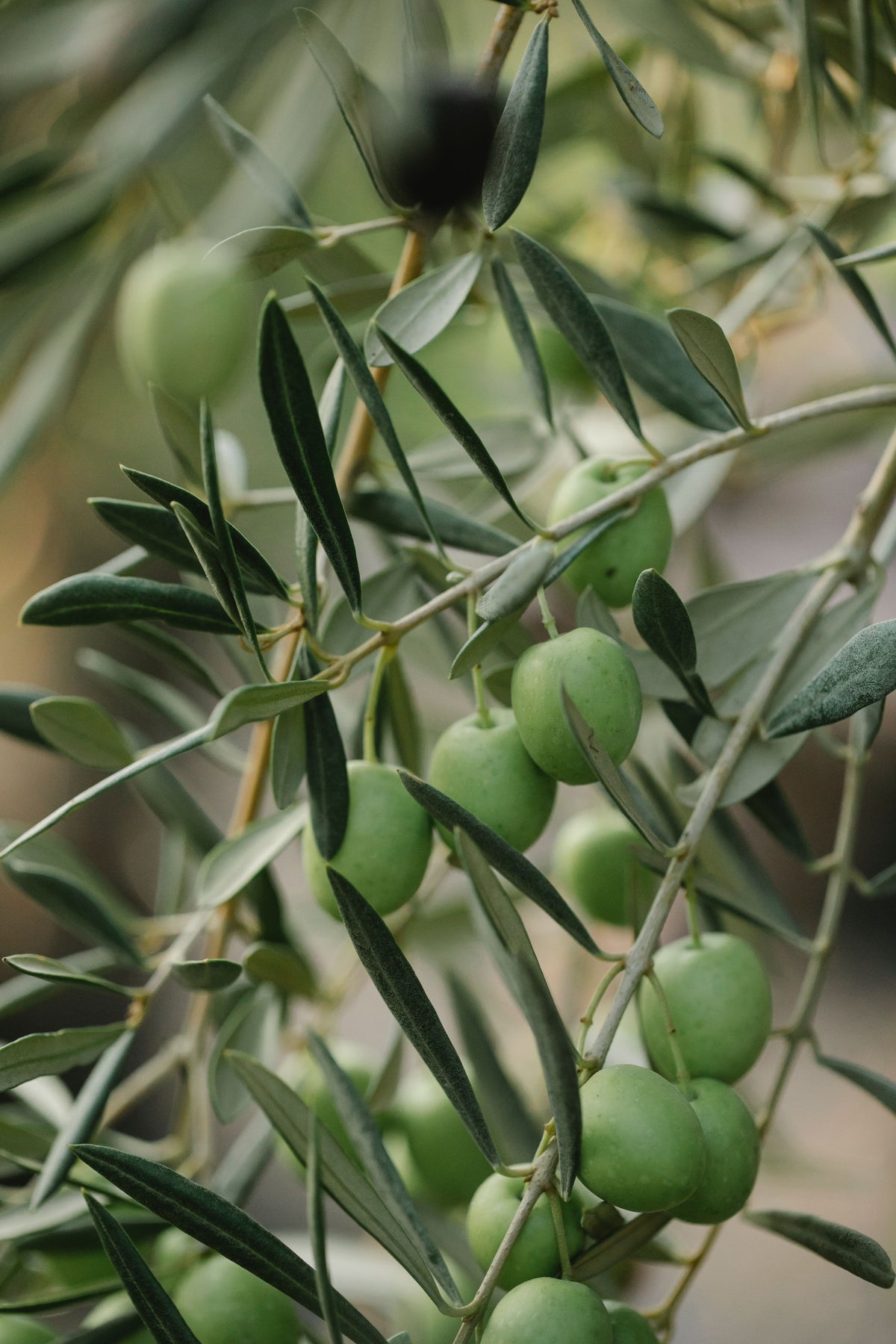 Close-up of plump green olives hanging from an olive tree branch among slender silver-green leaves