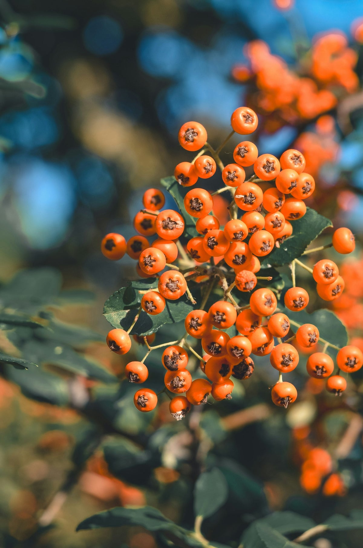 A dense cluster of small, vivid orange sea buckthorn-style berries hanging from a branch in warm natural light, the same golden-orange color sea buckthorn oil gives Kai Tallow's Golden Glow Balm.