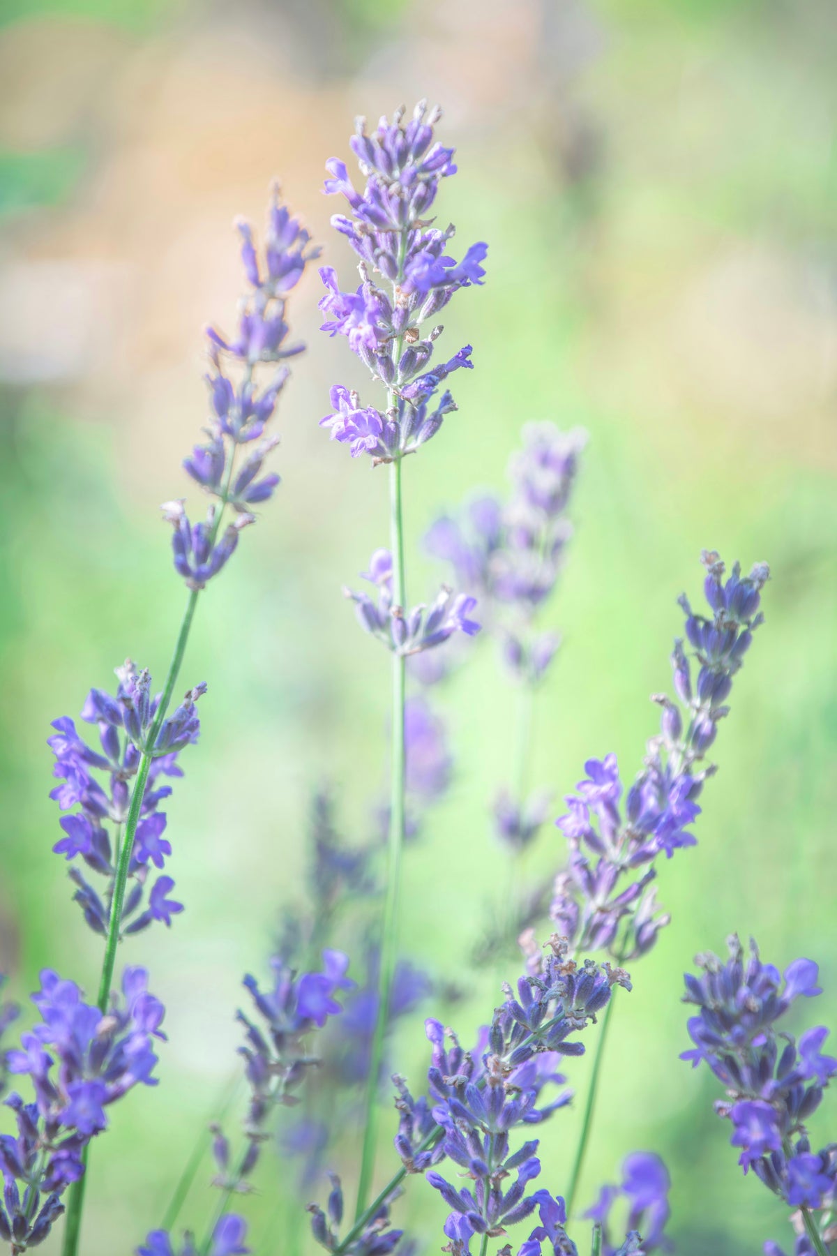 Purple lavender flowers in soft focus, close up, warm natural light