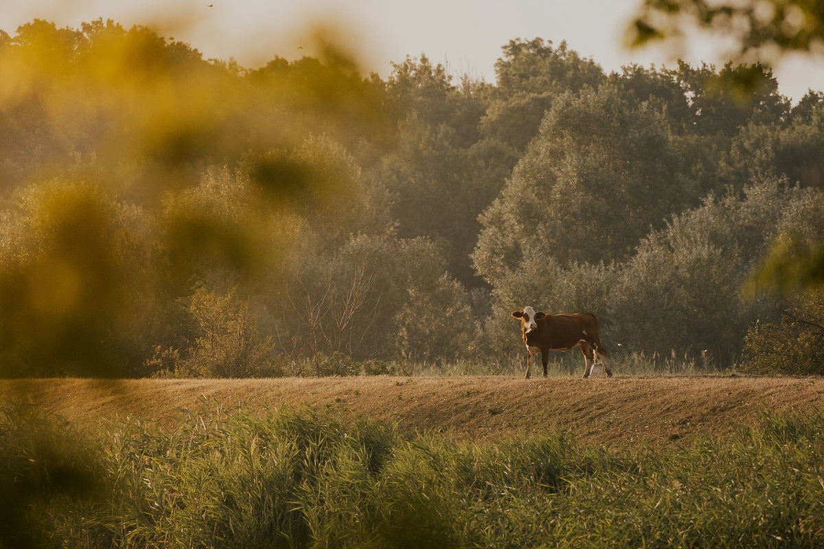 A lone brown cow standing in a sunlit pasture near trees, glowing in warm golden-hour light