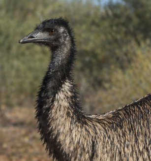 Emu Oil