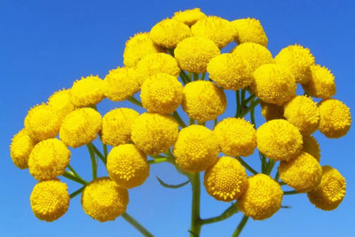Blue Tansy