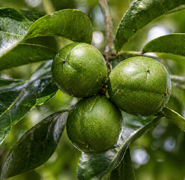 Cacay Seed Oil