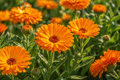 Calendula-Infused Jojoba Oil