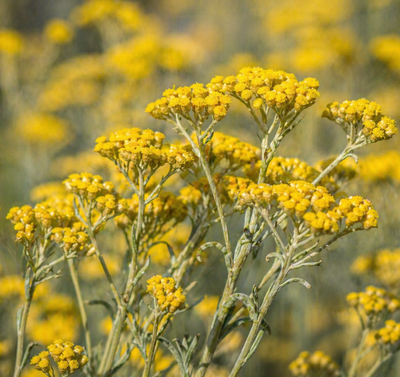 Helichrysum Italicum