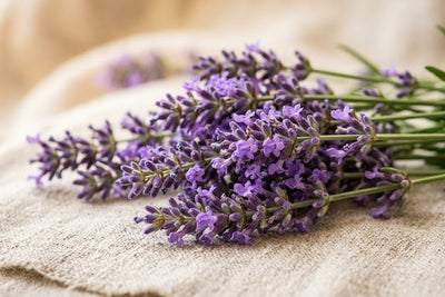 Lavender Essential Oil