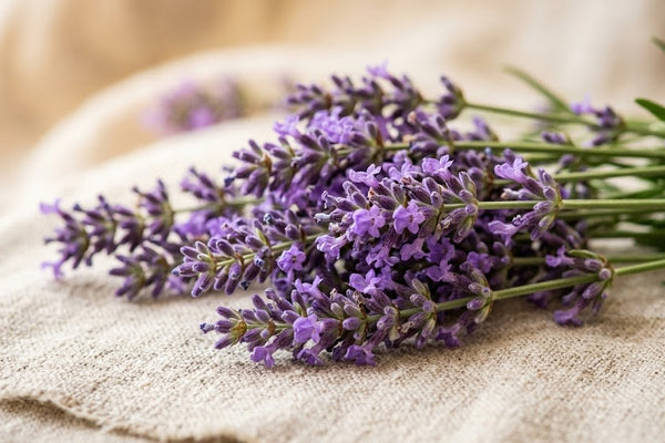 Lavender Essential Oil