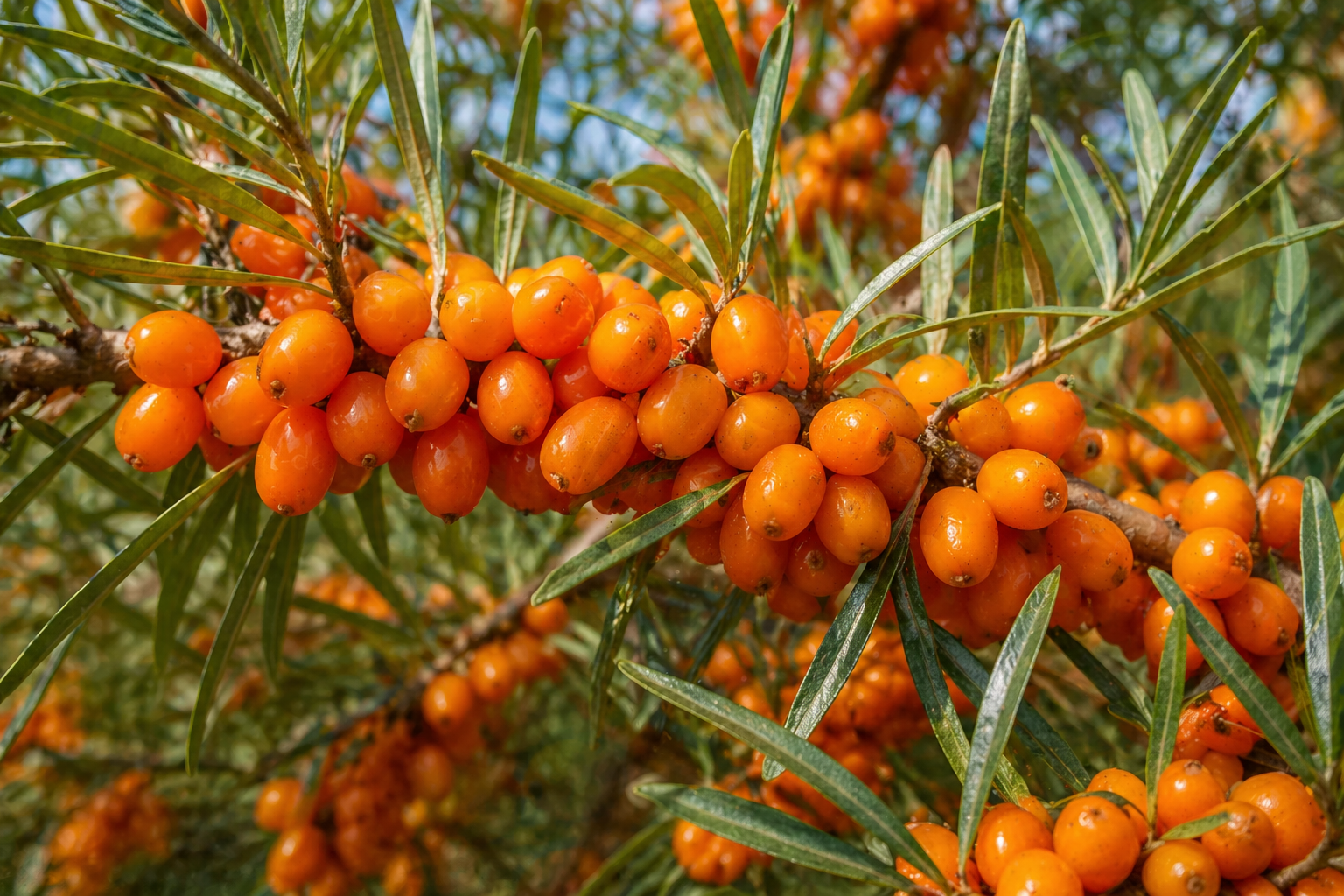 Sea buckthorn