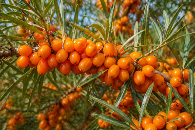 Sea Buckthorn Fruit Oil